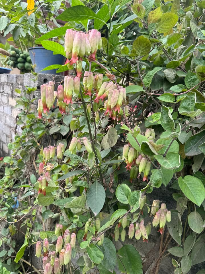 Đất nền Phú Bình, Thái Nguyên - 100m² vuông vắn, sổ sẵn, giá chỉ 5xx triệu