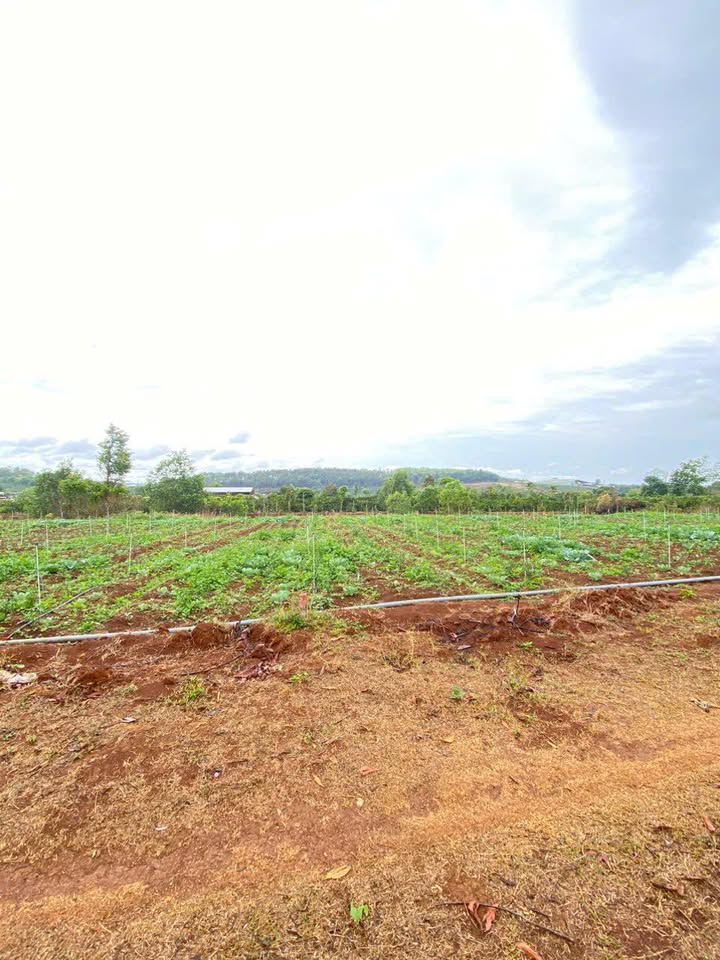 Đất thổ cư 142m² Phường Diên Hồng, Pleiku - Sổ sẵn, giá chỉ 4xx triệu