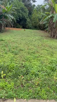 Đất nền 155m² đường Lâm Lang 2, Đông Anh - Giá chỉ 3.2 tỷ