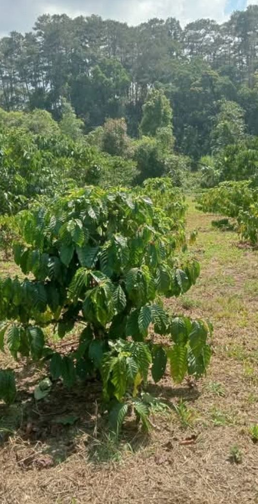 Bán Đất Nền 7600m² Lộc Lâm, Bảo Lâm - Sổ Đỏ Sẵn Sàng, Giá 2.9 Tỷ