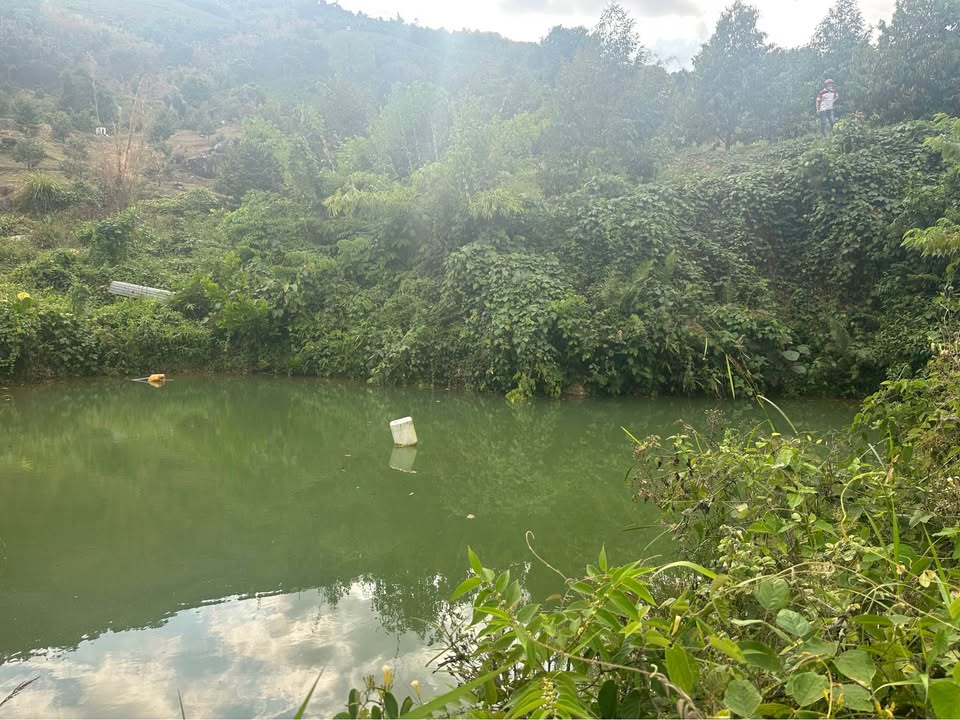 Bán Gấp Vườn Sầu Riêng 1.8ha Tại Đạ Huoai, Lâm Đồng - Thu Lợi Nhuận Khủng