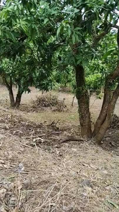 2 Lô Đất Vườn La Ngà, Đồng Nai 1000m² - Giá Đầu Tư Tốt!