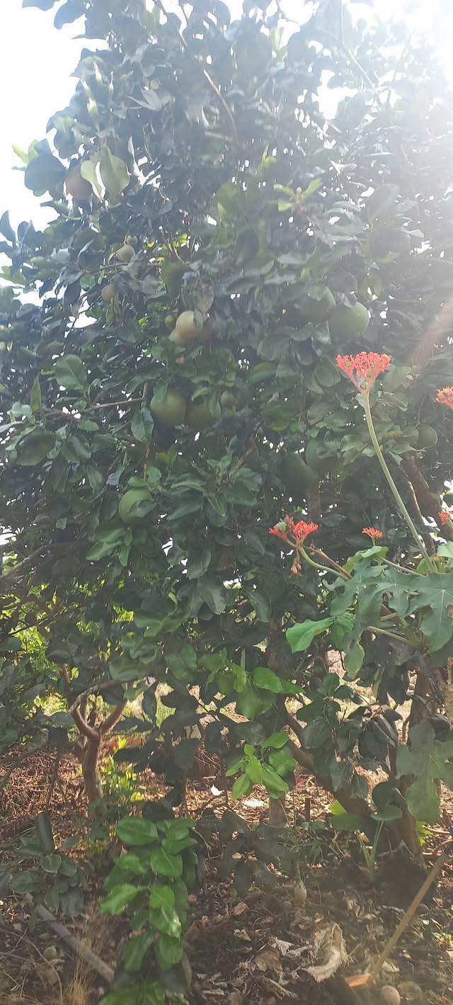 Đất Vườn Phú Lập Đồng Nai 3240m² - 2.7 Tỷ, Sổ Đỏ, Trồng Ổi Lê & Bưởi