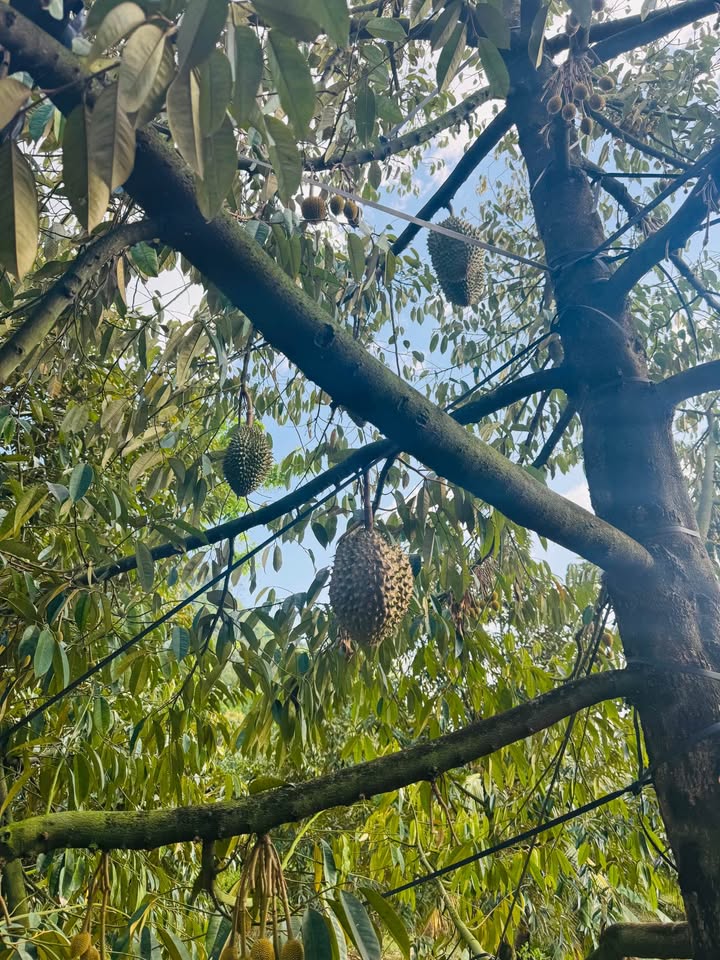 Nhà trọ Long Bình, Thủ Đức 240m² - Dòng tiền ổn định, 8 phòng trọ!