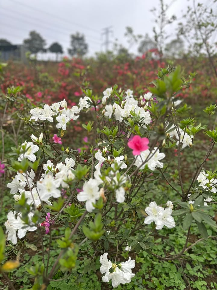 Đất nền Vân Hồ 7000m² Sổ đỏ - Mặt tiền 70m - Giá đầu tư chỉ 3 tỷ