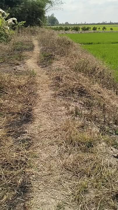 Đất Ruộng Tân Kiều, Tháp Mười 8000m² - Tiềm năng tăng giá!