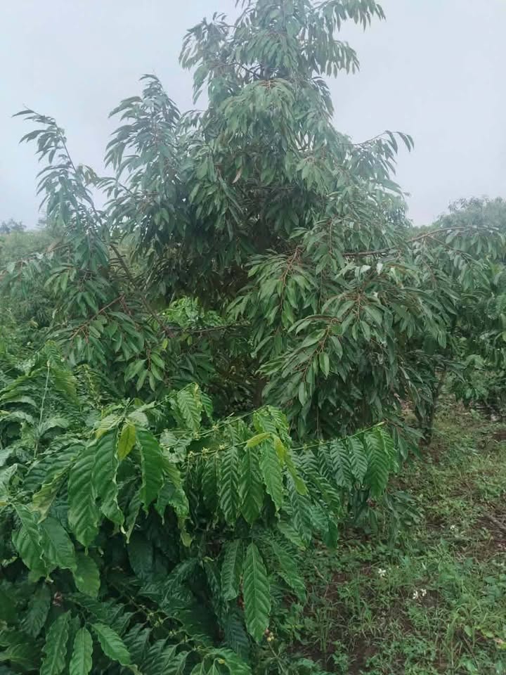 Farm Buôn Eadho Cư Pơng 2160m² 2.55 tỷ - Đầu tư dài hạn!