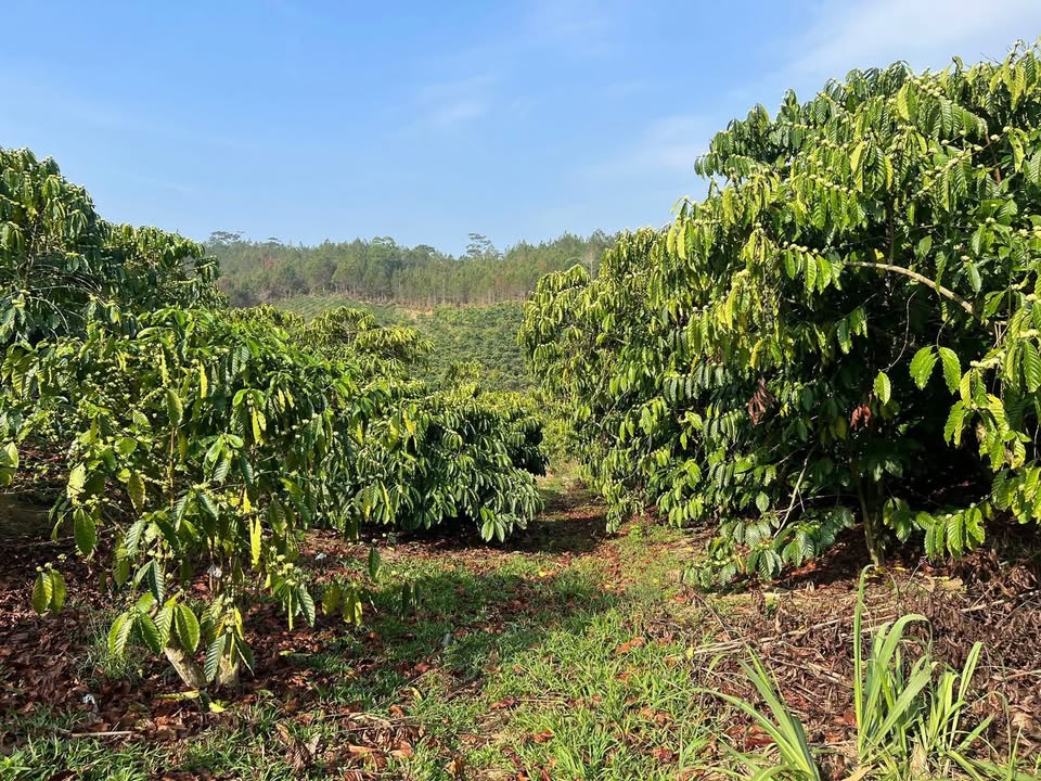 Đất Nông Nghiệp Đam Rông 2ha giá 2.9 tỷ - Tiềm năng tăng giá vượt trội!