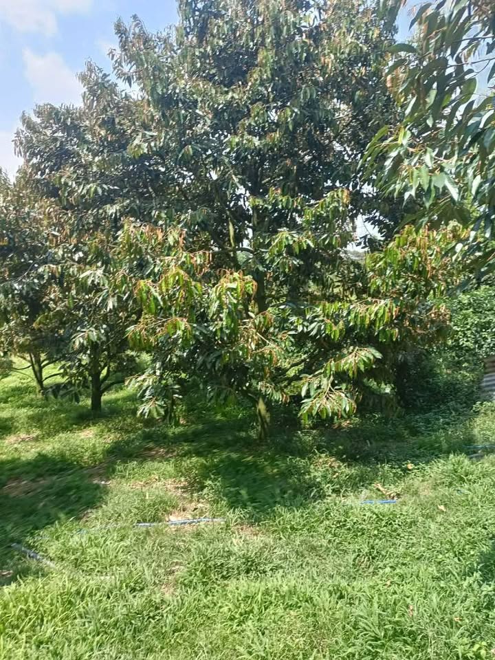 Đất Vườn 1500m² Lộc Thành, Bảo Lộc - Vườn Sầu Riêng Cho Thu Nhập 2.6 Tỷ