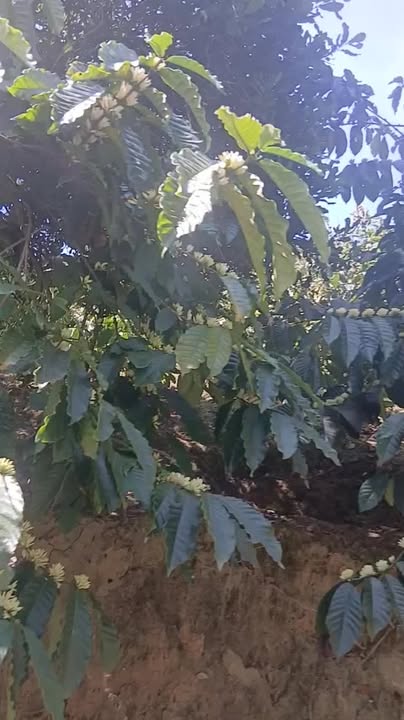 Bán Đất Farm 27.000m² Tà Năng, Đức Trọng - Giá 3.3 Tỷ