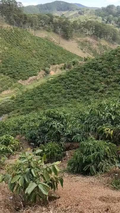 Đất Vườn 9000m² Xã Tà Năng, Đức Trọng - Sổ Giấy Tay, Giá 1.2 Tỷ