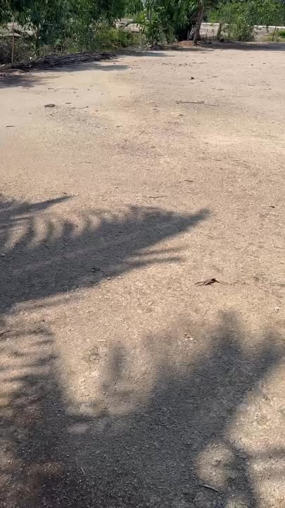 Đất Vàng Cần Giờ 6000m² - Đầu Tư Sinh Lời Vượt Trội