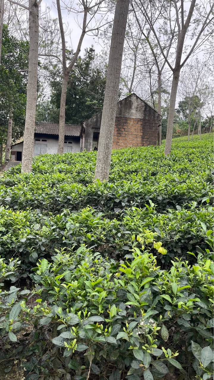 Đất Vườn Ba Vì 1440m² - Sổ Đỏ Rõ Ràng, Giá Đầu Tư Hấp Dẫn