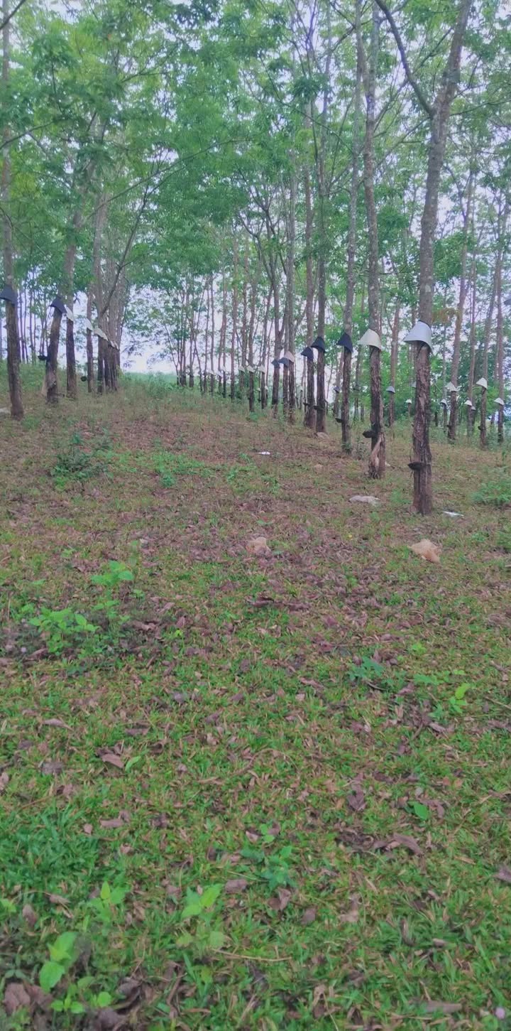 Bán Đất Vườn 3600m² Xã Ia Chim, Kon Tum - Tiềm Năng Trồng Cafe