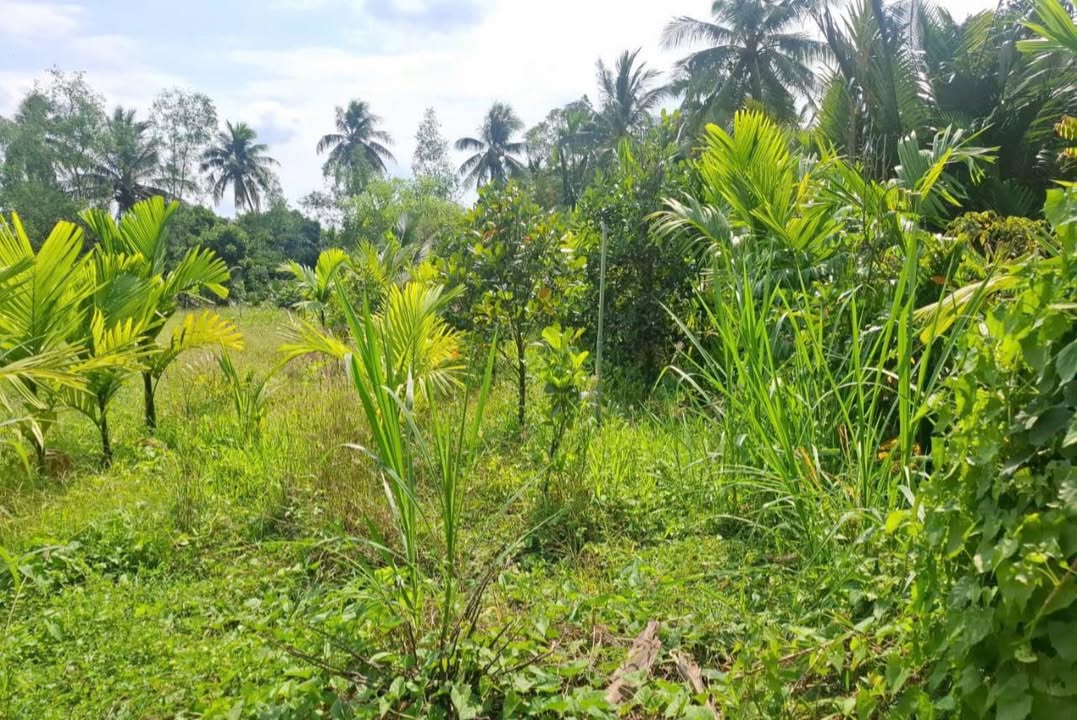 Đất Nền 500m² Sổ Đỏ Thổ Cư - Phú Mỹ, Mỏ Cày Bắc, Bến Tre