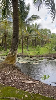 Đất Vườn Sóc Trăng 15000m² Mặt tiền Nam Kỳ Khởi Nghĩa - Giá Đầu Tư