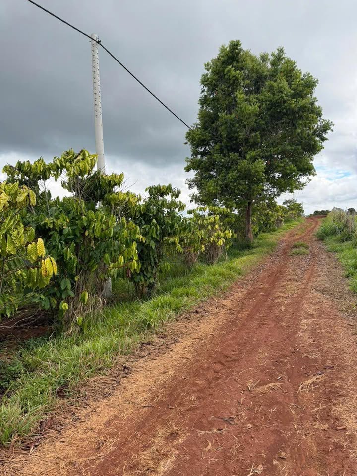 Đất nền Thôn 7 Tân Châu Di Linh 5800m² 1.7 tỷ - Sổ đỏ chính chủ!