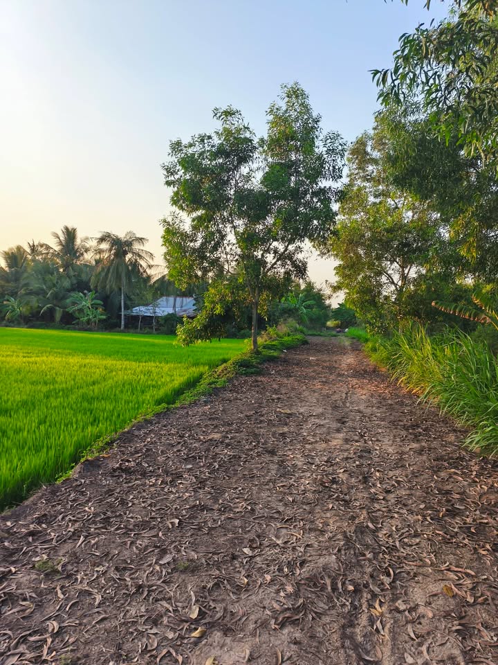 Đất Nền 4300m² Mặt Tiền Kênh 54m - Xã Hòa Lợi, Châu Thành, Trà Vinh - Giá 1.29 Tỷ