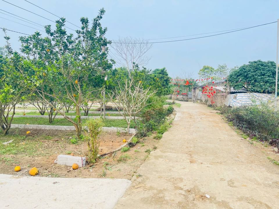 Đất Vườn Hoà Bình 187m² - Giá 299 Triệu, Cơ Hội Đầu Tư Sinh Lời