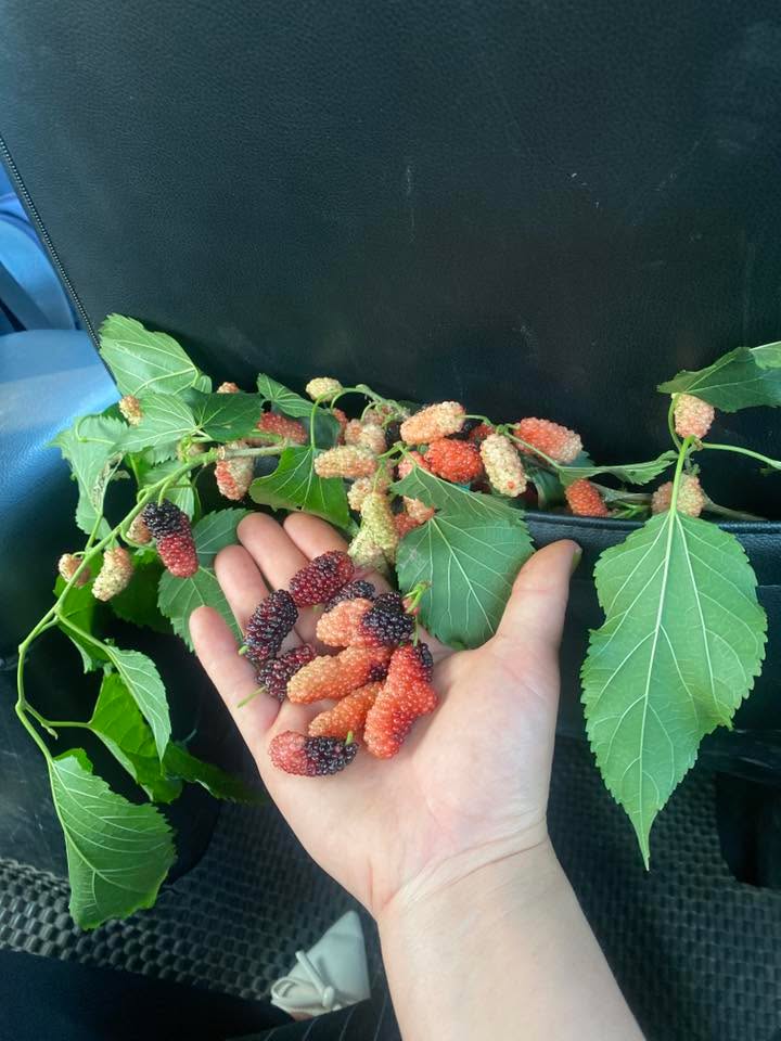 Đất Nền 690m² Xã Đan Thượng, Phú Thọ - Sổ Hồng Sẵn Sàng