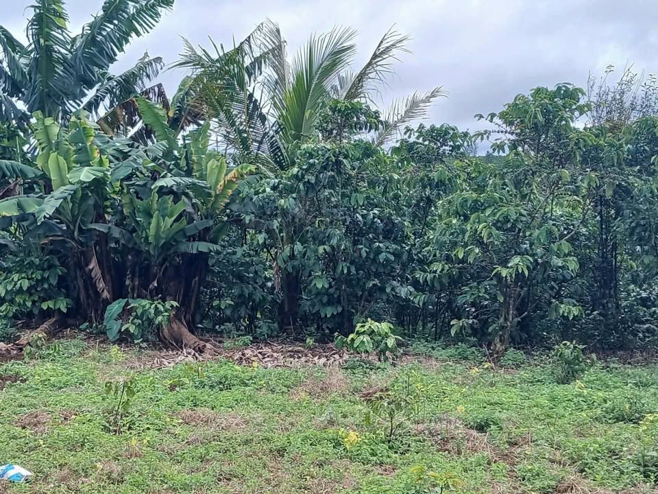 Đất vườn Thôn 9 Bảo Lộc 2160m² giá 3.1 tỷ - Đầu tư dài hạn!