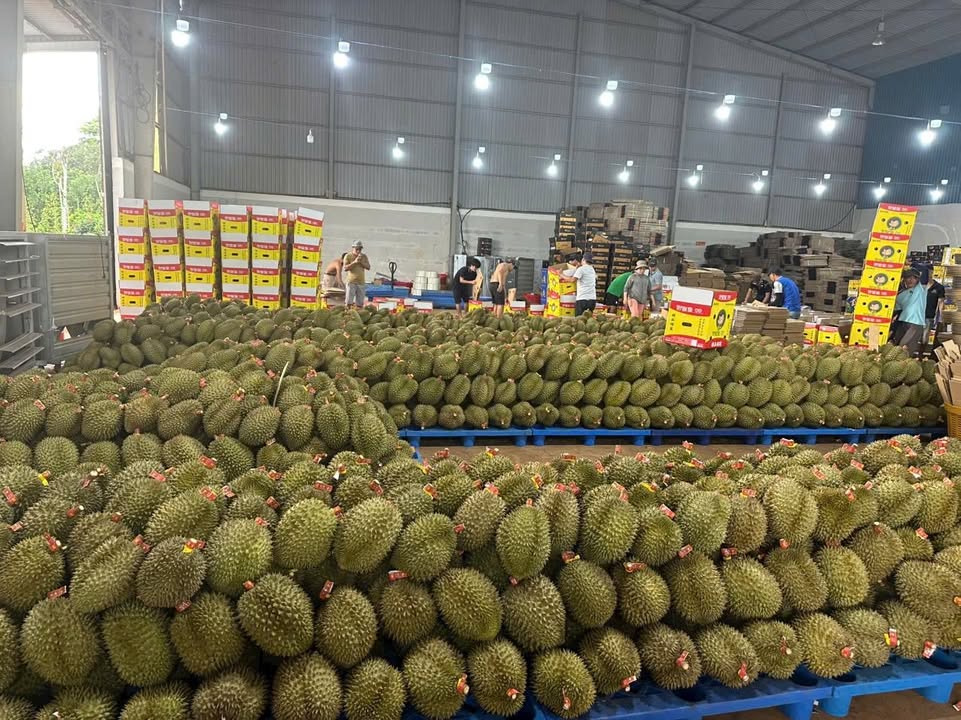 Kho Quốc lộ 14, Bù Đăng 550m² - Container thoải mái, giá tốt!