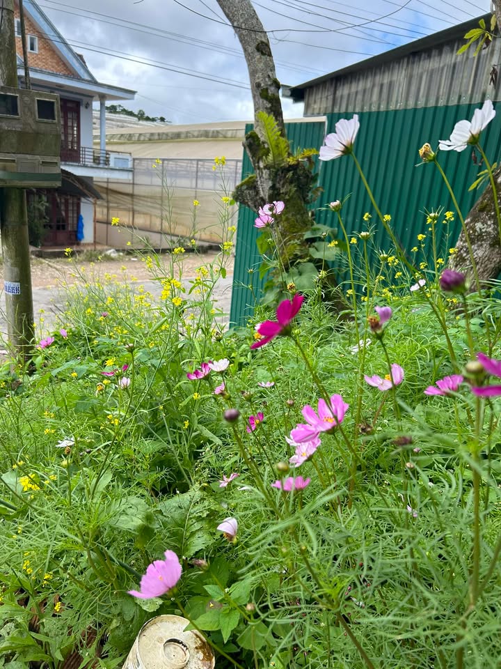 Nhà Mặt Tiền Tô Hiệu Đà Lạt 8.5 Triệu - Vừa Ở, Vừa Kinh Doanh!