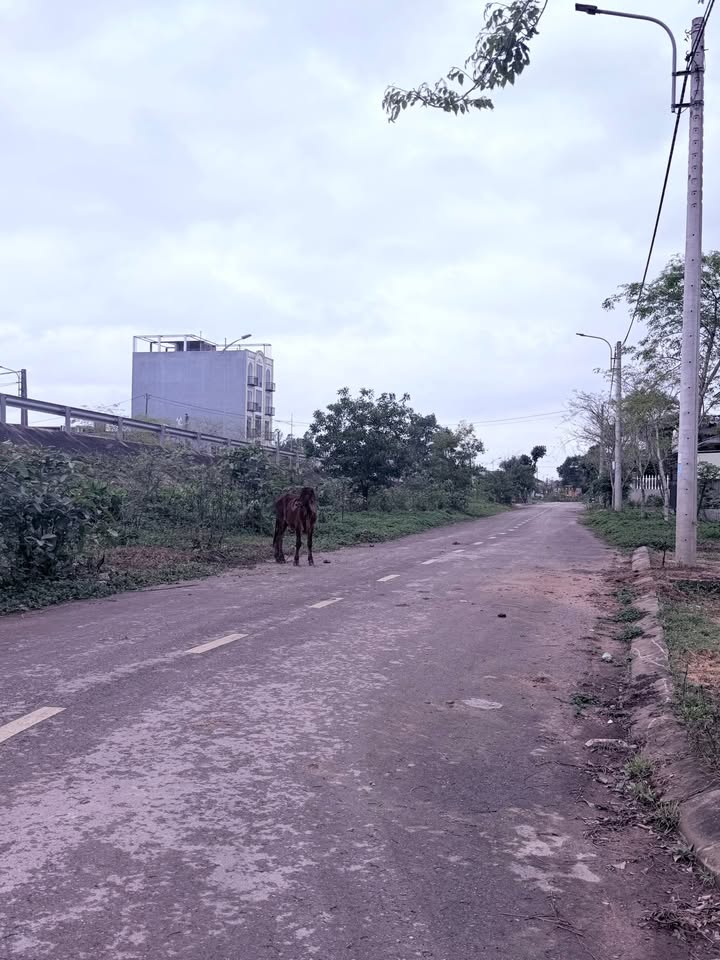 Đất nền Thị xã Quảng Trị 151m² - Mặt tiền 8m, Tiềm năng tăng giá!