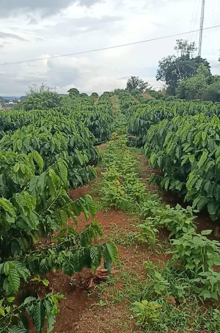 Đất nền Tân Hà, Lâm Hà 2832m² - Tiềm năng tăng giá cực lớn!