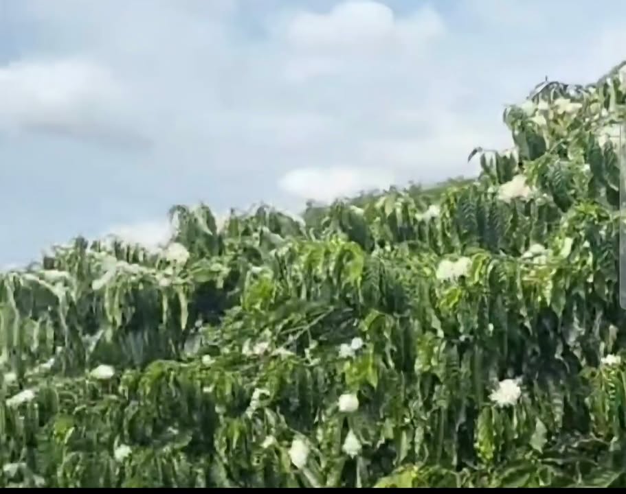 Farm cafe 5 sào Lâm Hà, Lâm Đồng - Thu nhập 4 tấn/năm, giá 2.6 tỷ