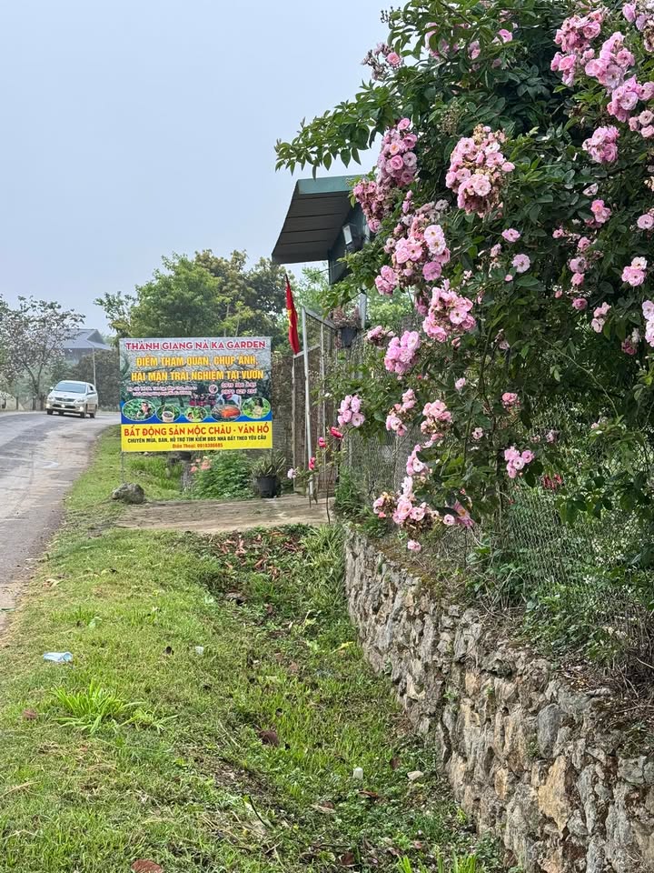 Đất Nền Mộc Châu 200m² - Lô Góc 2 Mặt Tiền Kinh Doanh/Ở