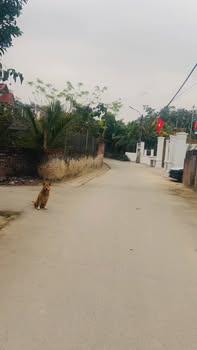 Đất Vĩnh Phúc - 100m² Thổ Cư, Trục Chính Hợp Châu, Tam Đảo - Giá Dưới 1 Tỷ