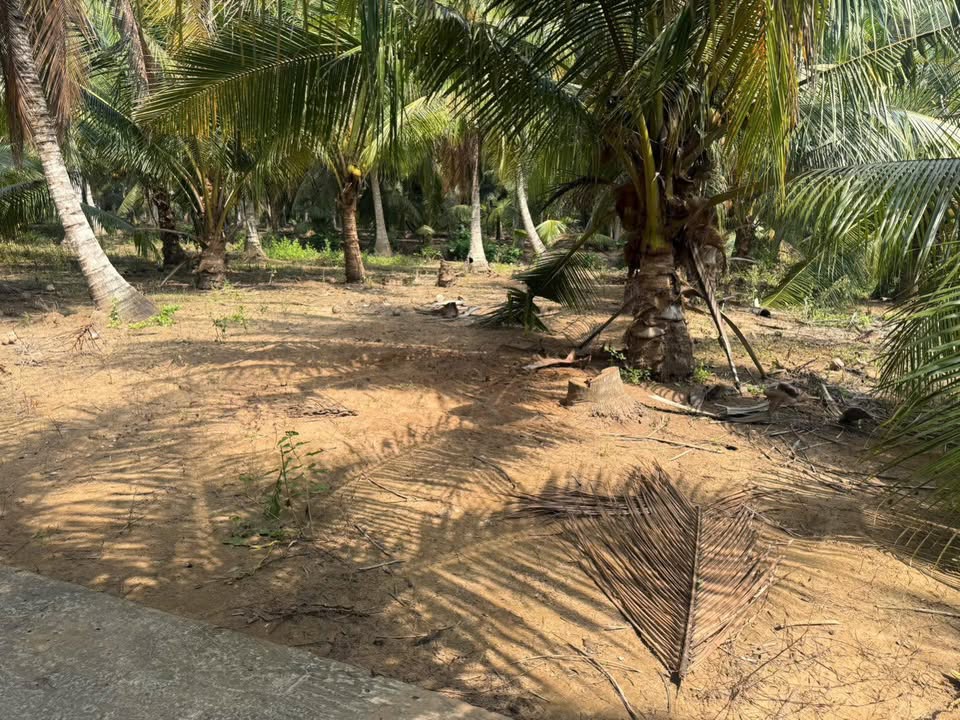 Đất nền Tân Trung, Mỏ Cày Nam 294m² - Tiềm năng tăng giá vượt trội!