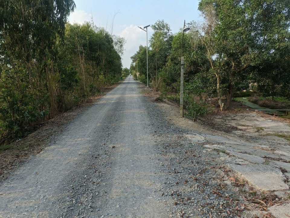 Bán Gấp 10 Công Đất Vườn Sầu Riêng Tại Tân Phước, Tiền Giang - Giá Tốt