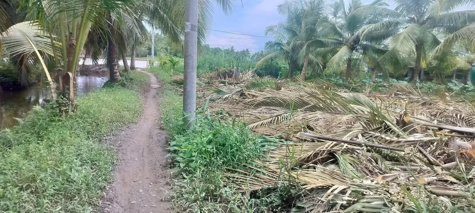 Đất nền Ấp Tài Công, Thới Lai, Cần Thơ 555m² – Sổ hồng chính chủ!