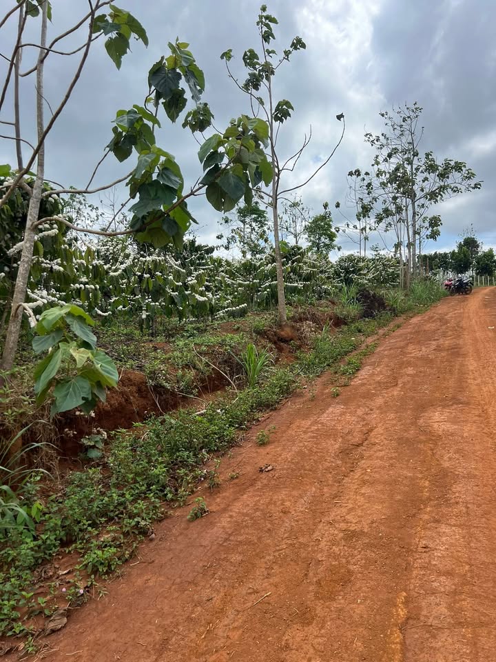 Đất Nông Nghiệp Đắk Nông 2.7ha - Vườn Cafe Thu Mạnh, Giá 2.8 Tỷ TL