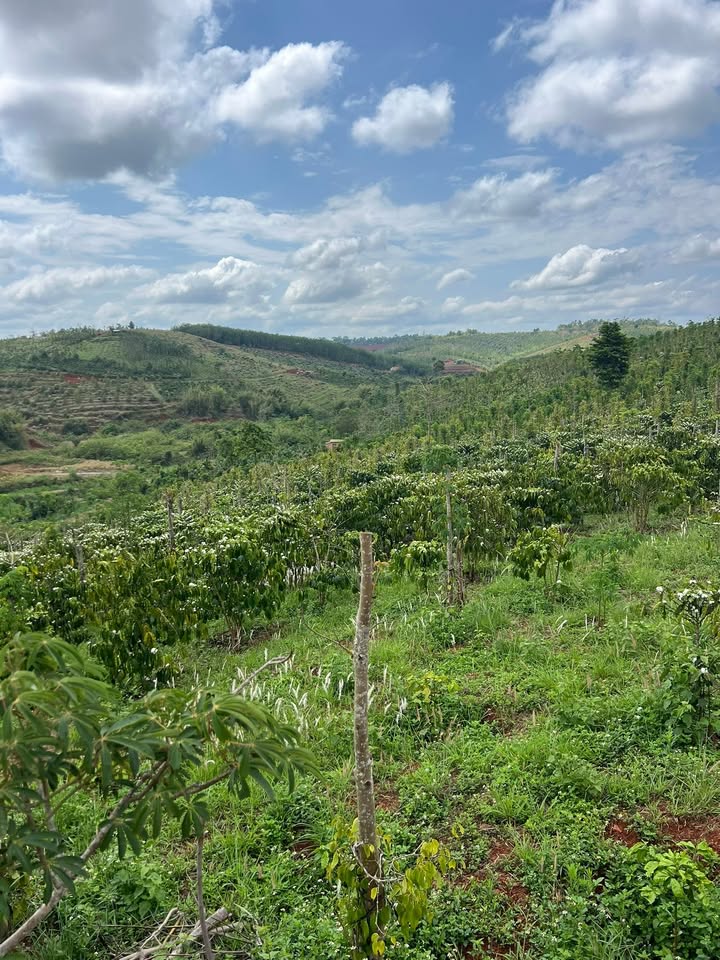 Đất Nền Đắk Nông 9000m² - Mặt Đường Thông, Sẵn Sổ - Giá 1.3 Tỷ