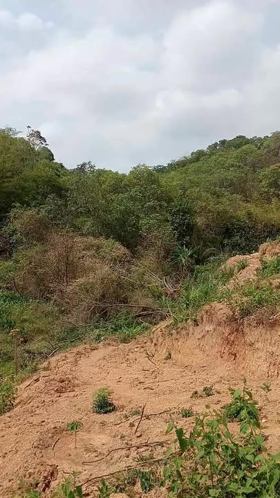 Đất rẫy Cư Knia, Cư Jút 3600m² - Tiềm năng tăng giá vượt trội!