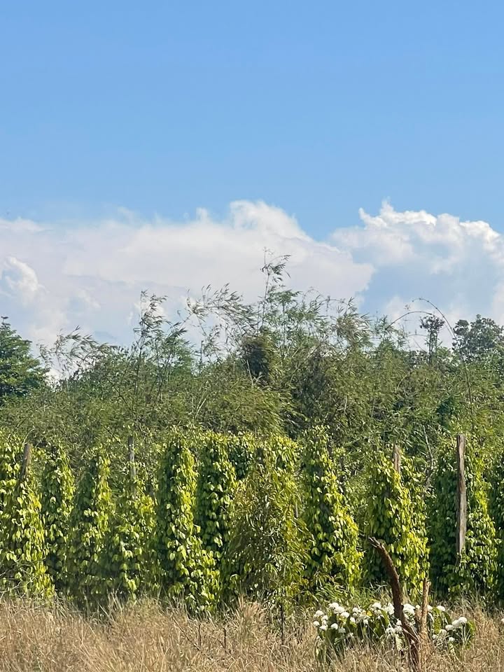 Bán Gấp Đất Vườn 1.2 Ha Đắk Nông - Sổ Sách Đầy Đủ, Giá Đầu Tư