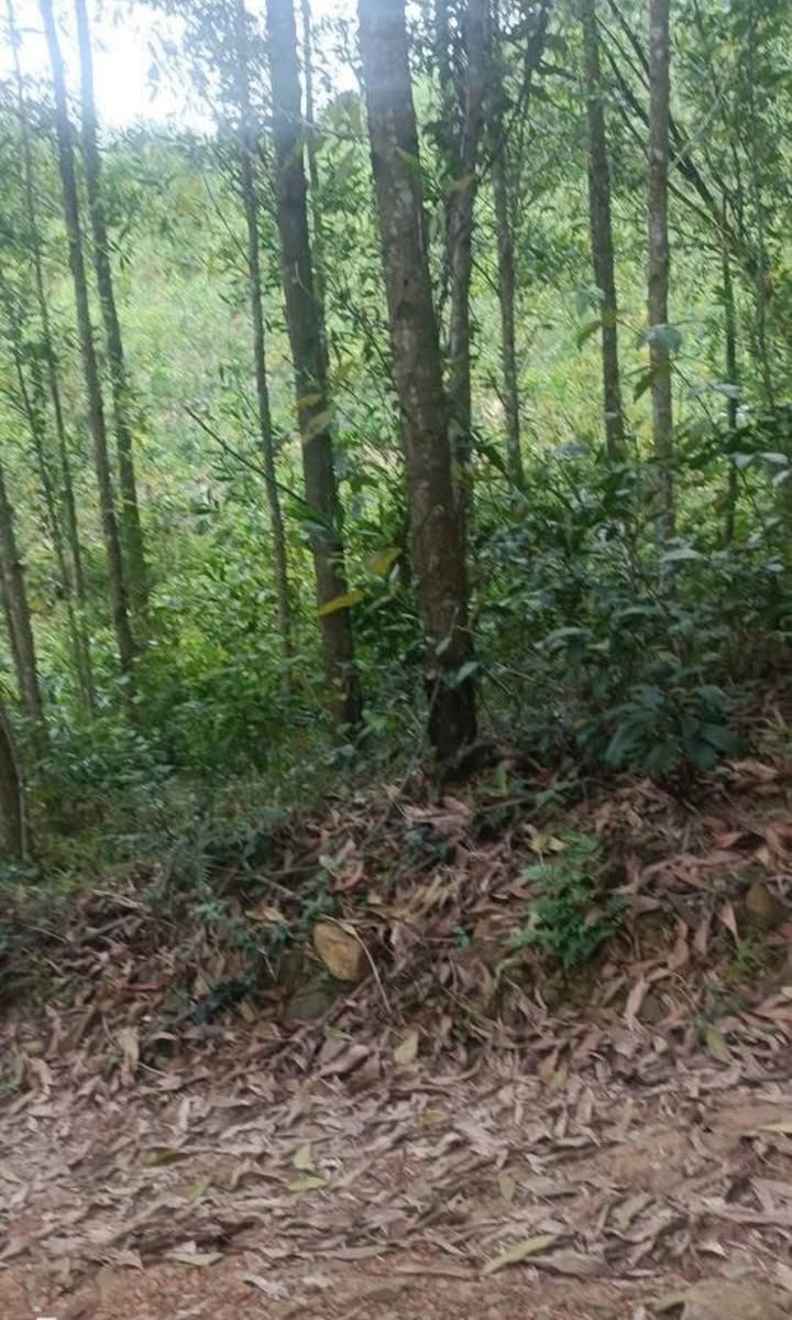 Bán Đất Rừng Triệu Ái Quảng Trị 5ha - Giá Chỉ 3xx Triệu/ha