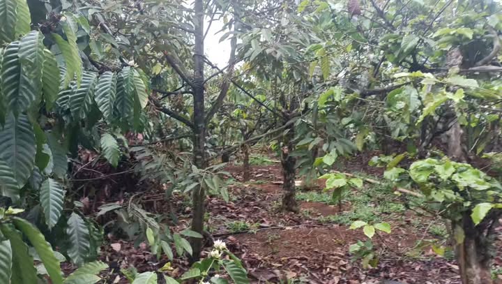 Bán Đất Vườn 1ha Gia Lai - Vườn Cà Phê, Sầu Riêng, Cau - Giá 2.2 Tỷ