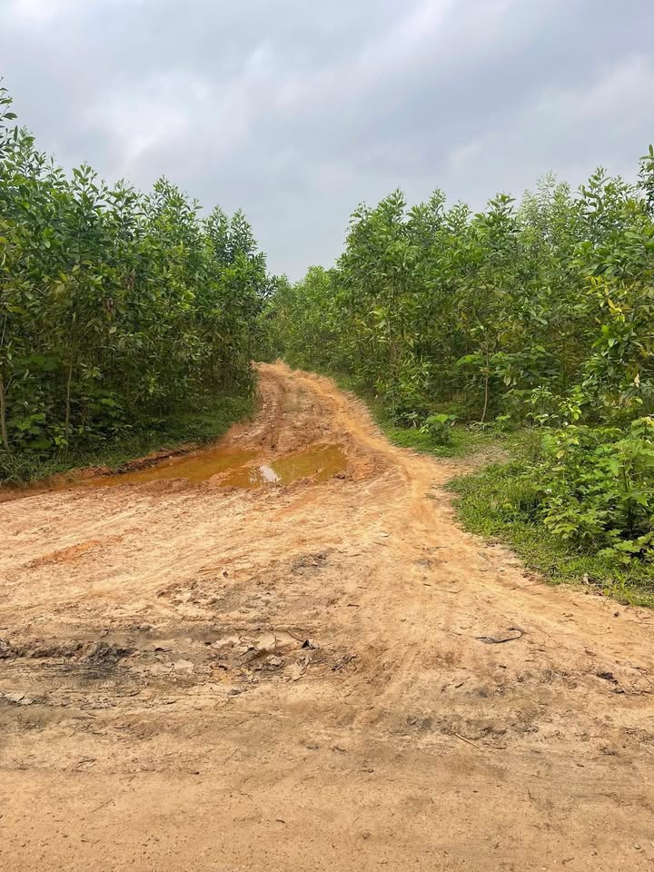 Đất Rừng Thôn Nam Phước Đại An 5200m² 300 Triệu - Sổ Hồng Rõ Ràng!