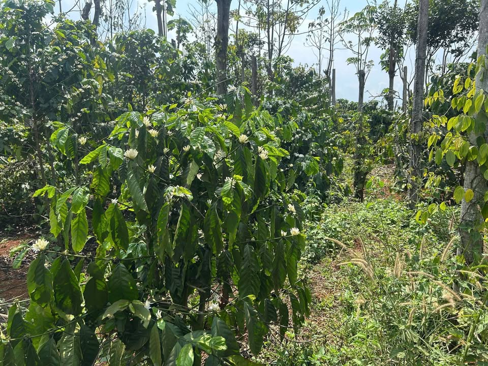 Đất Đắk Nông 14.000m² Mặt Đường Lớn - Sổ Đỏ 1.65 Tỷ