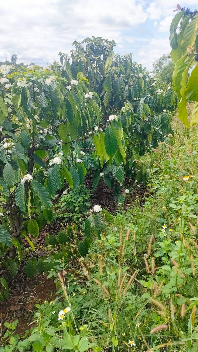 Đất nền 3600m² Thị trấn Ia Kha, Gia Lai - Sổ đỏ chính chủ!