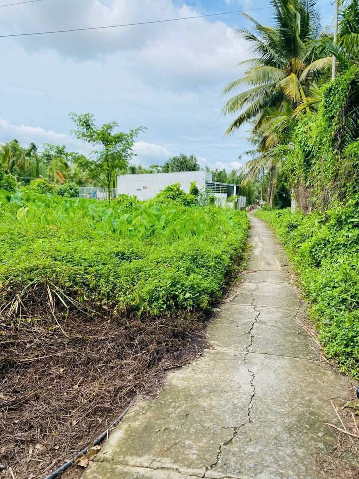 Đất Nền Mặt Tiền Hẻm Hoa Lâm, Châu Thành, Bến Tre - 169m² Giá 295 Triệu