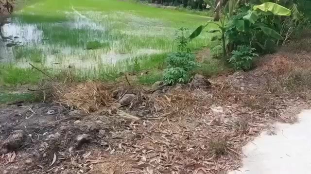 Bán Gấp Đất Ruộng 1000m² Mặt Tiền 20m Tại Giồng Riềng, Kiên Giang - Giá 2 Tỷ