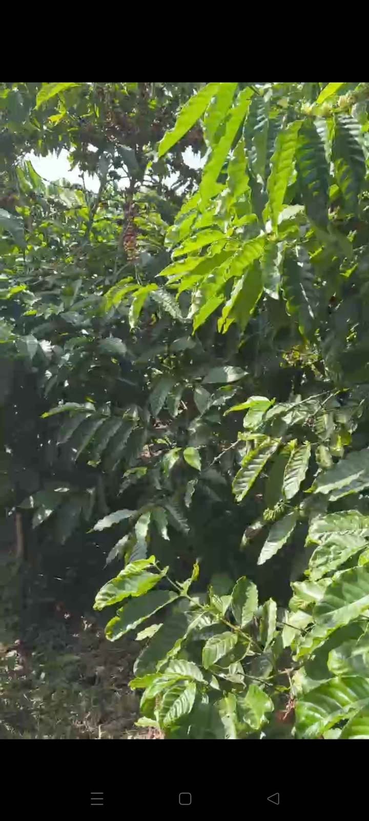 Đất cà phê Kà Nai, Phú Hội 2160m² - Sổ hồng rõ ràng, đầu tư sinh lời!