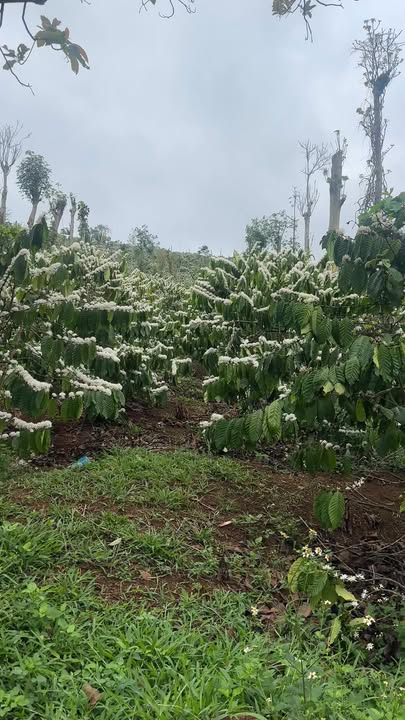 Rẫy Đức Minh, Đạ Tẻh 2.4ha – Sổ đỏ chính chủ, đầu tư sinh lời!