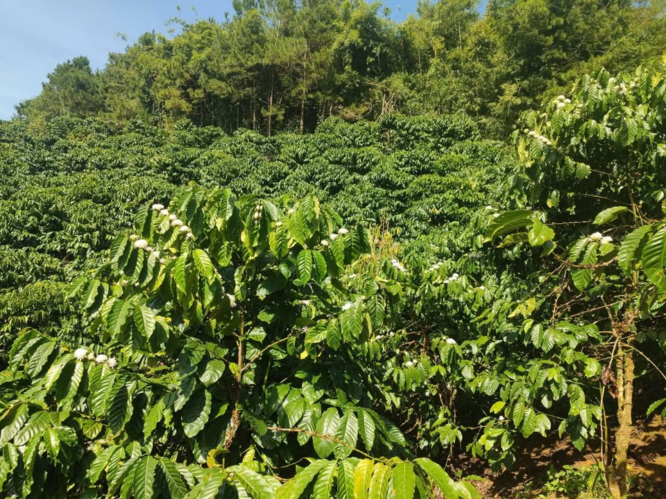 Bán Đất Nền Lâm Hà 23.000m² - Sổ Đỏ Sẵn Sàng - Giá Đầu Tư 165 Triệu/Sào