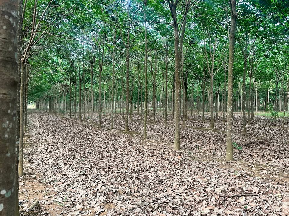 Bán 12 Hecta Cao Su Vàng Tại Chơn Thành, Bình Phước - Giá 36 Tỷ